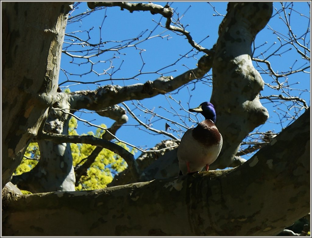 Auch Enten sind V�gel und wollen wie ihre Artgenossen hin und wieder auf die B�ume.
(07.04.2011)
