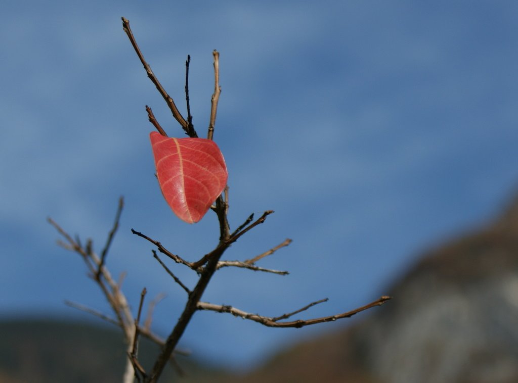 Das letzte Blatt
(Oktober 2009)