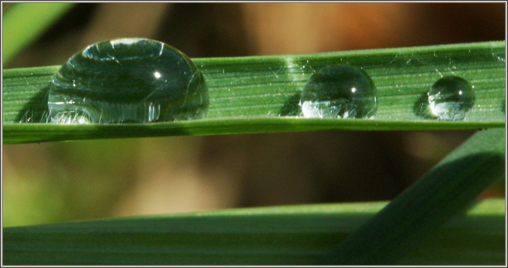 Der Gr�sse nach aufgefangen,Wassertropfen auf einem Grashalm.
(01.04.2011)