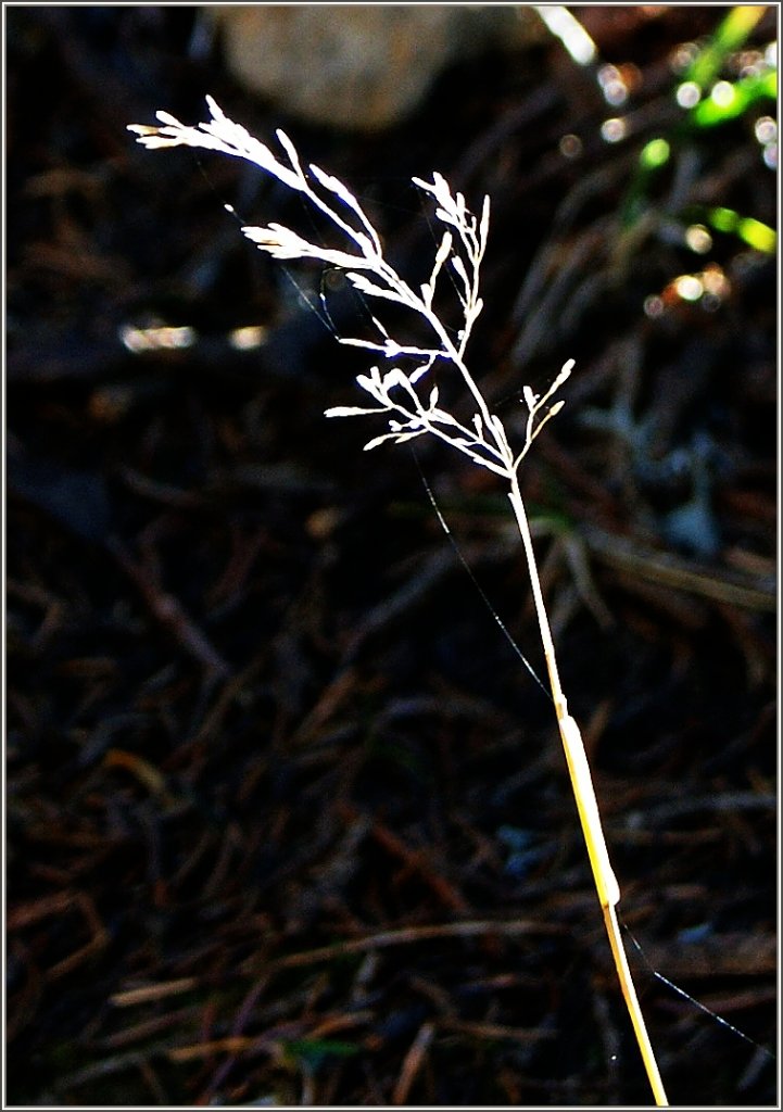Im Rampenlicht
(20.11.2012)
