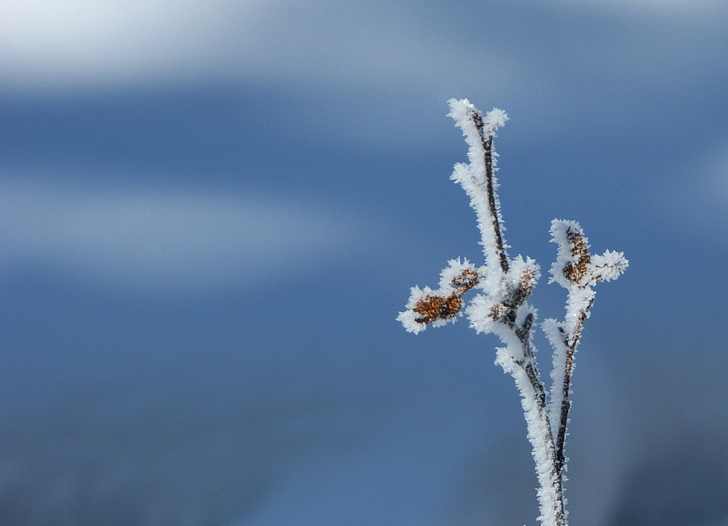 Winterblumen II
(15.02.2010)