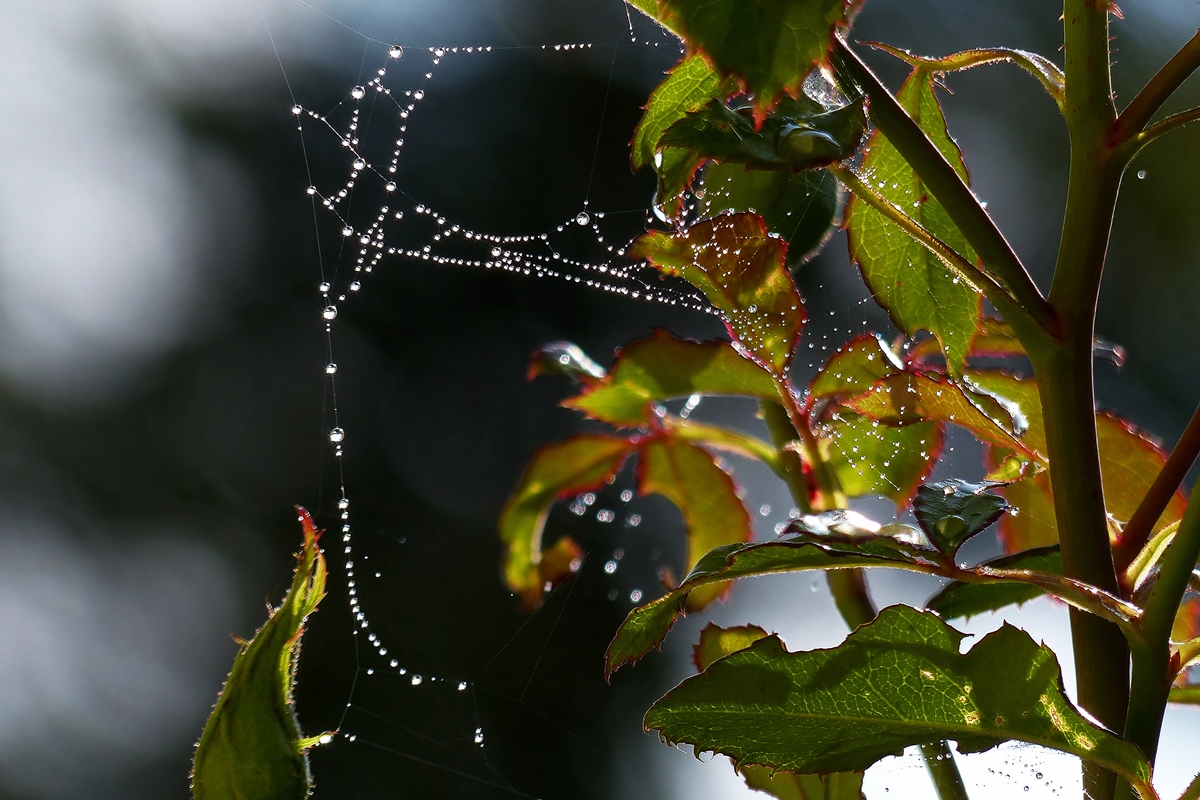 . Die Tautropfen leuchten in der Morgensonne des 24.08.2014. (Jeanny)