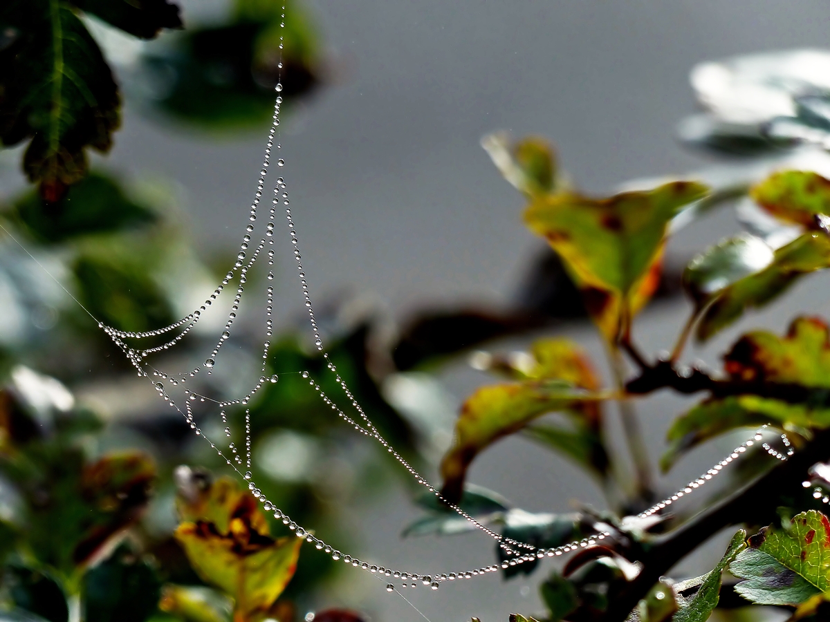 . Perlenschn�re am Morgen des 20.09.2014. (Jeanny)