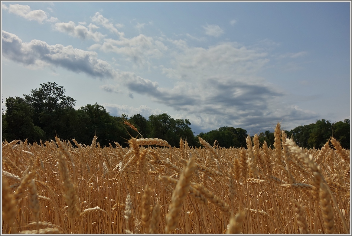 Bald ist Erntezeit: Ein Weizenfeld bei Allaman.
(08.07.2015) 
