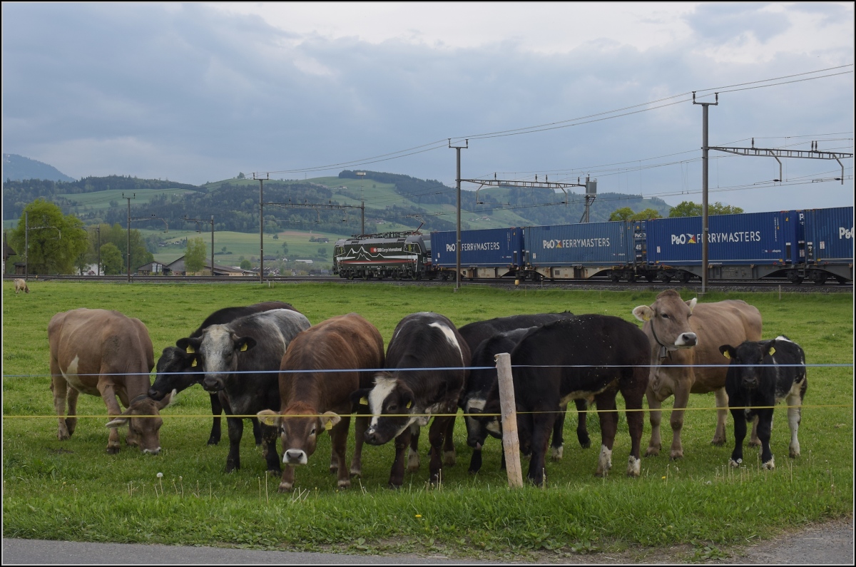 Bei der neuen schwarzen Lok staunt sogar die Rinderherde. Der neue beklebte Shadow Piercer der SBB im MRCE-schwarz in Oberrüthi. April 2022.