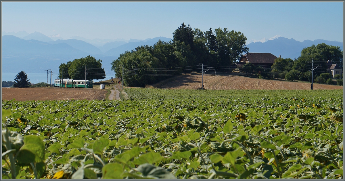 Der BAM Regionalzug 112 nähert sich der Haltstelle  Chardonney-Château .
21. Juli 2015