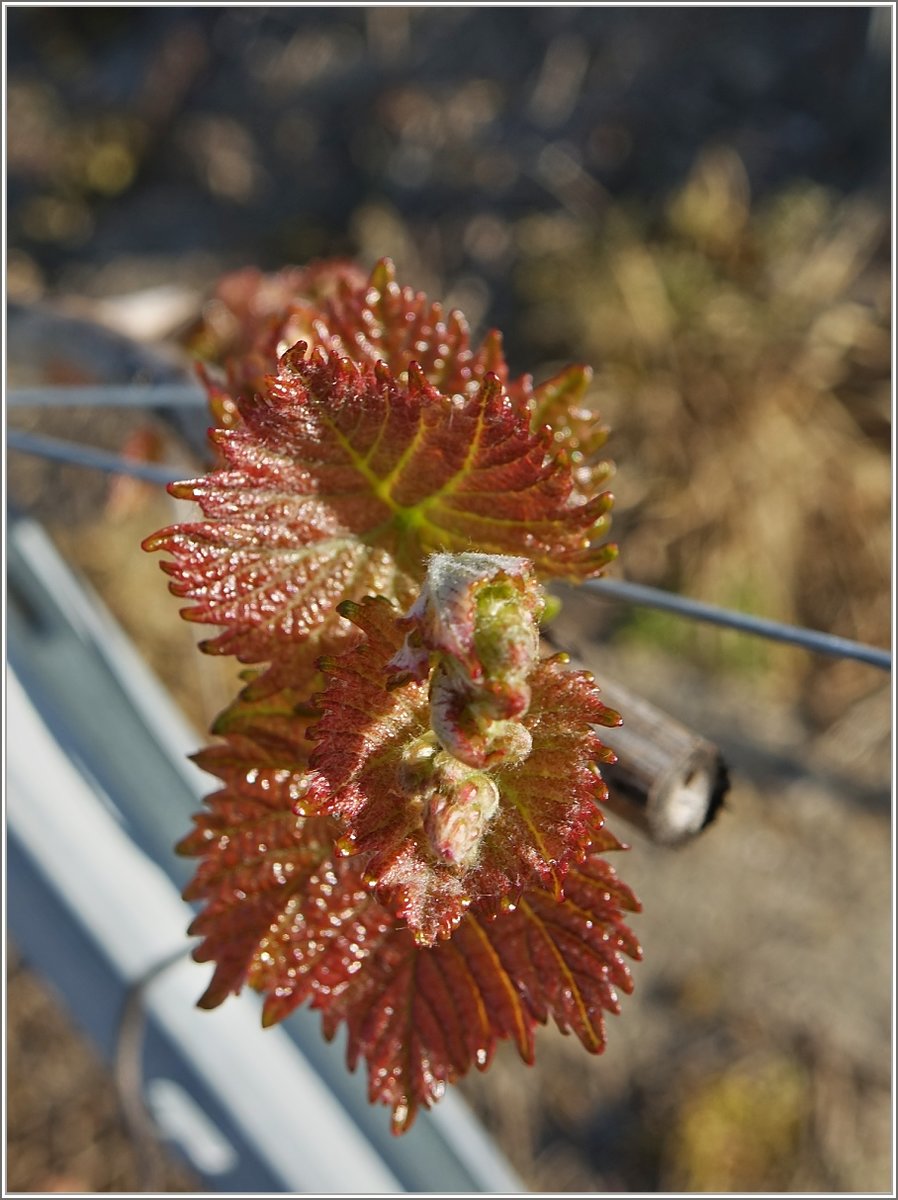 Die ersten Triebe der Rebe für den Wein 2018
(20.04.2018)