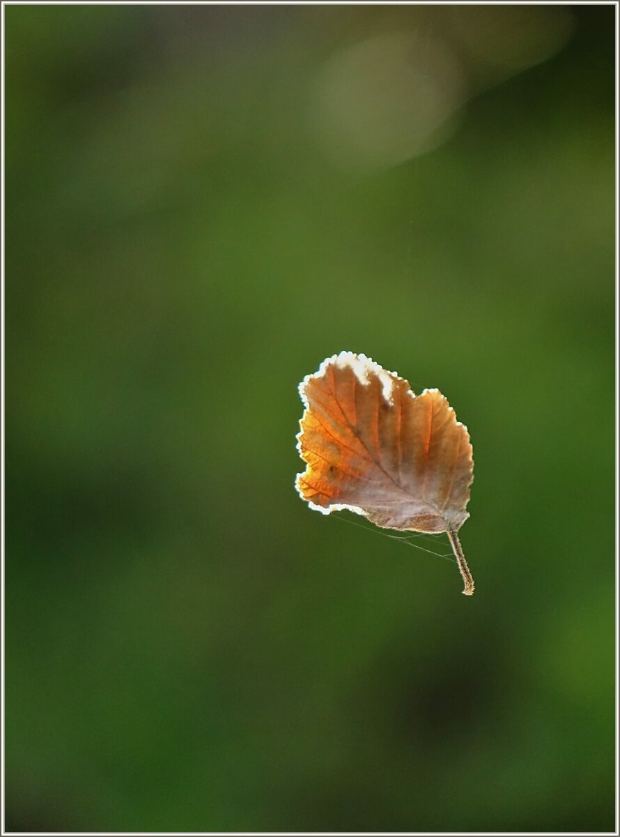 Dieses Blatt scheint zu fallen, und fällt doch nicht, da es doch gehalten wird.
(14.09.2021)