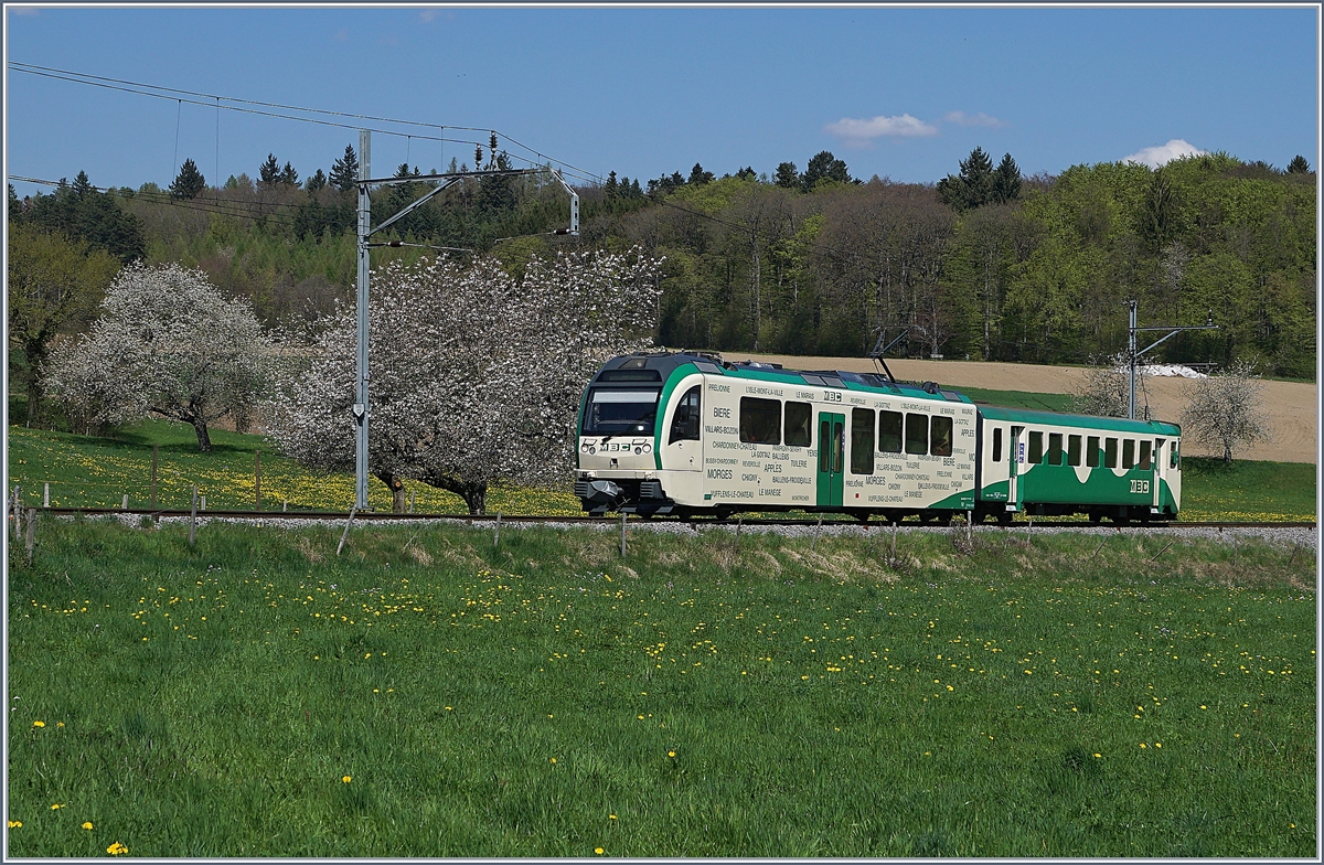 Ein BAM Regionalzug nach Apples fährt kurz vor seinem Ziel an blühenden Obstbäumen vorbei.
19. April 2018