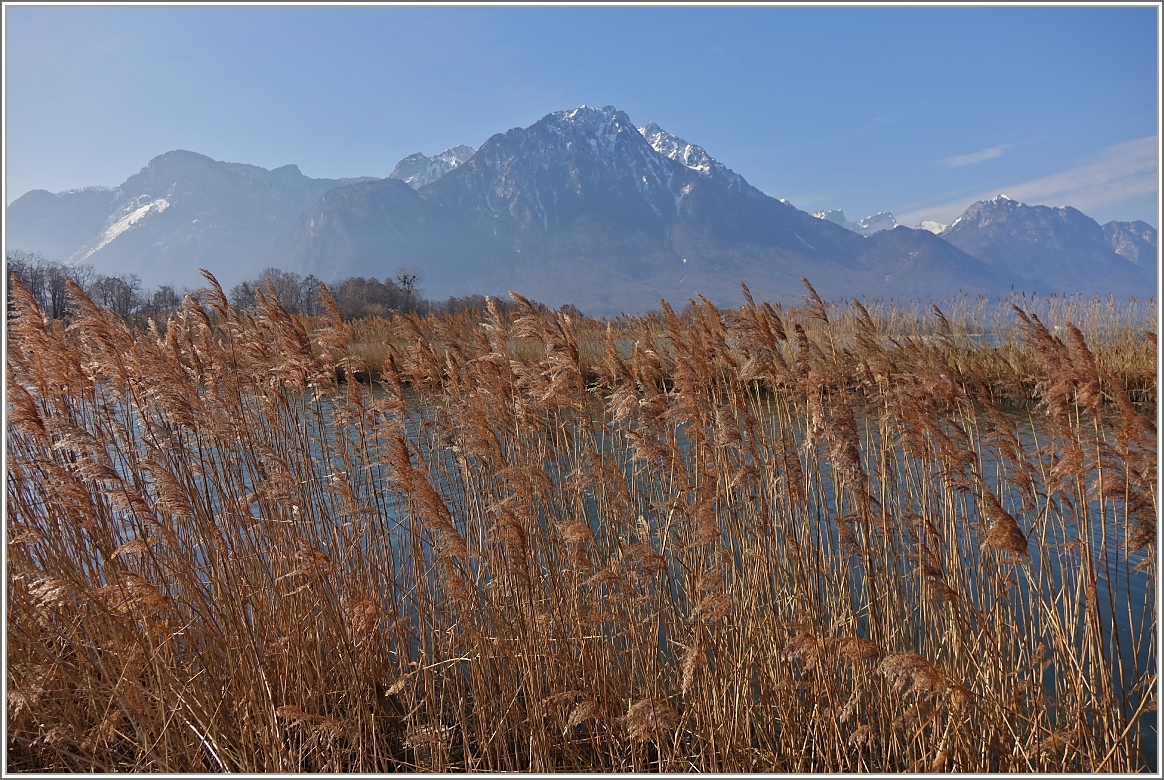 Golden wiegt sich das Schilf im Wind vor dem Grammont.
(10.03.2015)