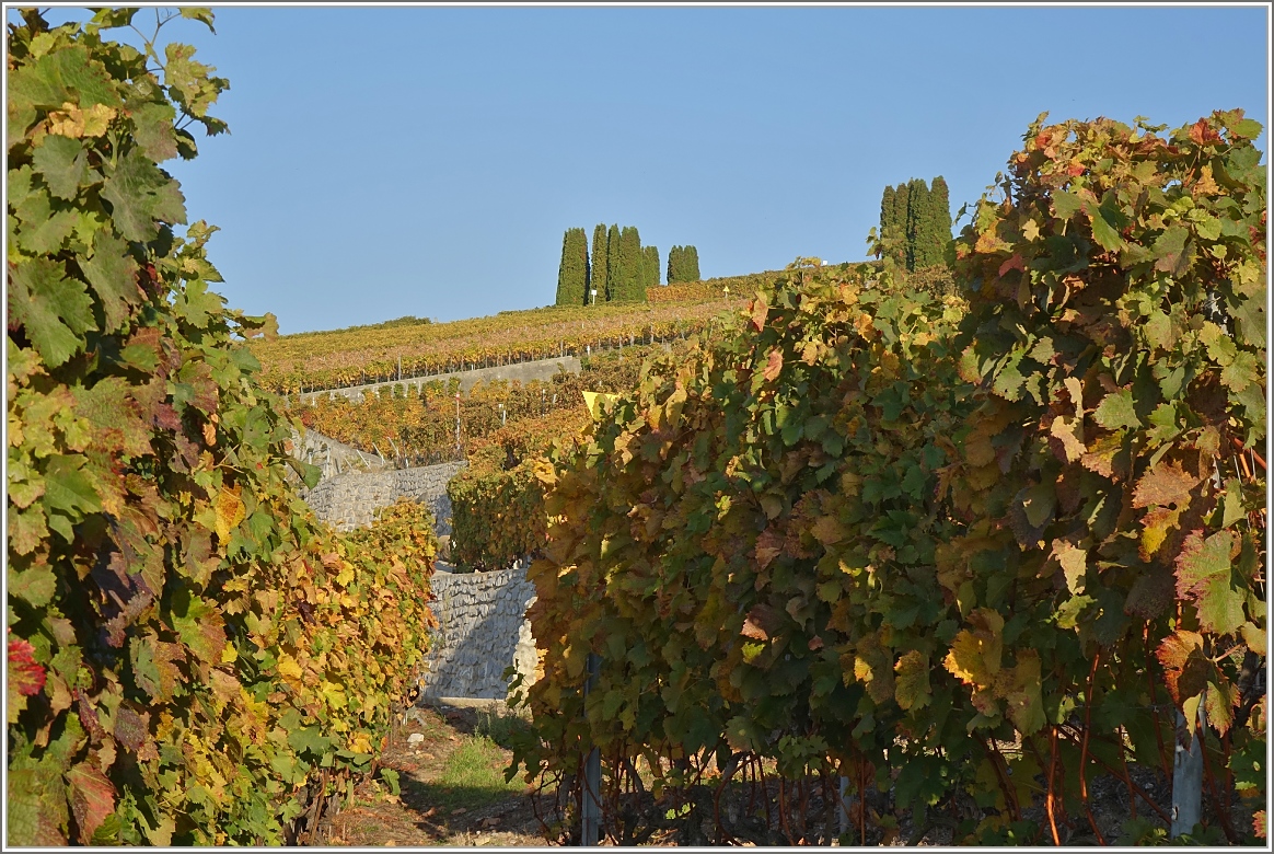 Herbststimmung im Lavaux
(18.10.2017)