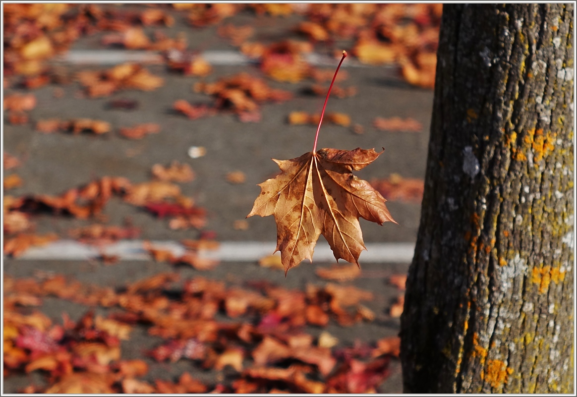 Im freien Fall...
(03.11.2016)