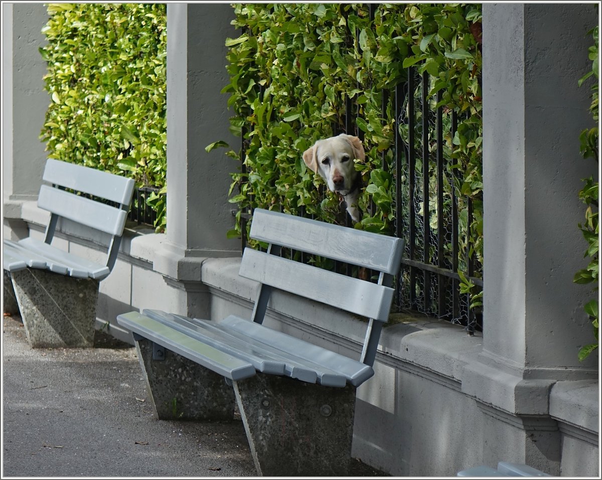 Ist die Luft jetzt rein?, scheint sich dieser Hund zu fragen
(13.04.2018)