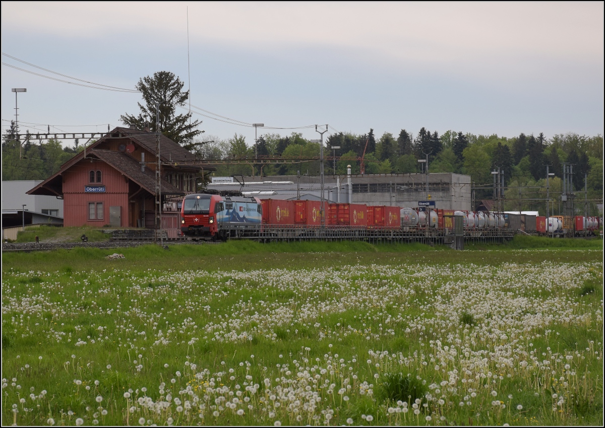 Photobombing (1).

Eigentlich wollte ich nur gepflegt die Vorbeifahrt von 193 478 'Gotthardo' mit Güterzug vor friedlich wiehernden... pardon friedlich grasenden Kühen fotografieren, aber...

Oberrüti, April 2022