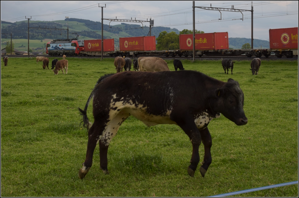 Photobombing (6).

Eigentlich wollte ich nur die Vorbeifahrt von 193 478 'Gotthardo' mit Güterzug vor friedlich wiehernden... pardon friedlich grasenden Kühen fotografieren, aber...

Reusshöfe, April 2022