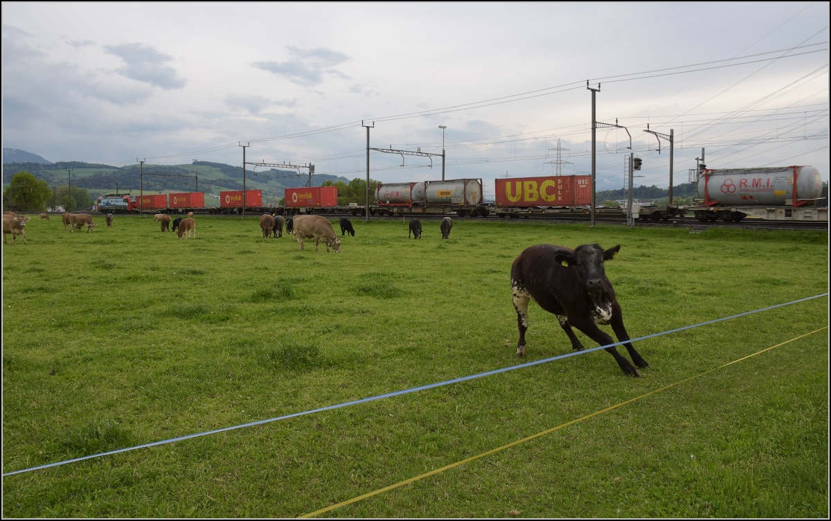 Photobombing (7).

Eigentlich wollte ich nur die Vorbeifahrt von 193 478 'Gotthardo' mit Güterzug vor friedlich wiehernden... pardon friedlich grasenden Kühen fotografieren, aber...

Reusshöfe, April 2022