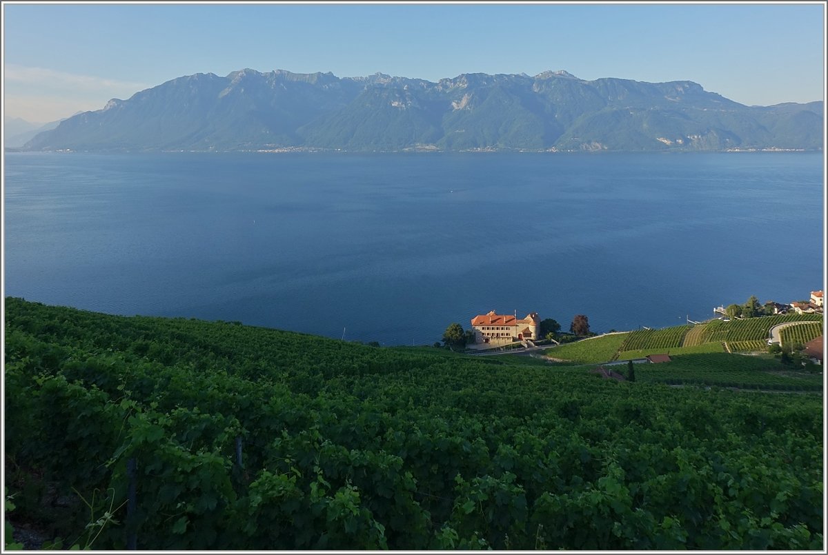 Sommermorgen in den Weinbergen des Lavaux mit Aussicht über den Genfersee und auf die Walliser-und Savoyeralpen.
(27.07.2018)