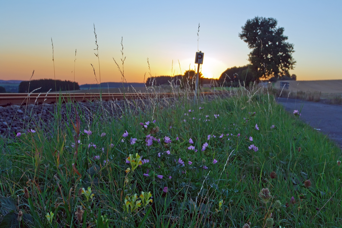 Sonnenuntergang an der Oberwesterwaldbahn (KBS461)... 

Hier am  05.09.2013 bei Hachenburg