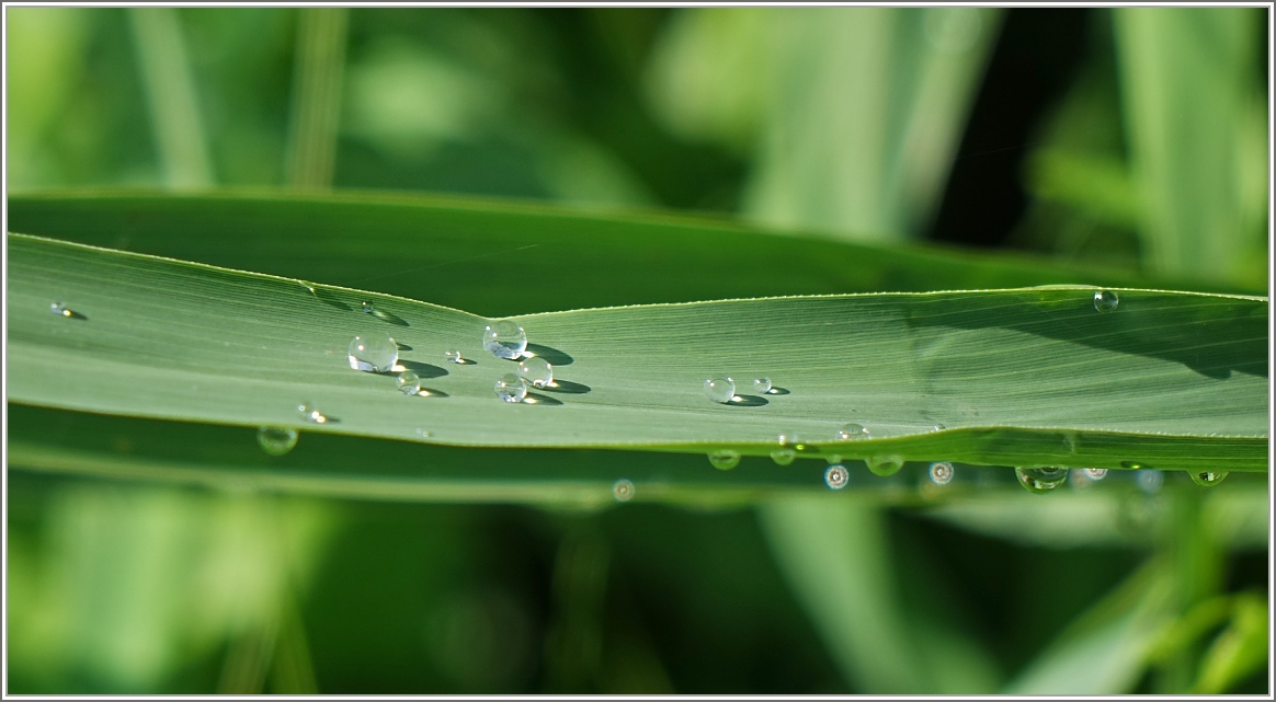 Wasserperlen sammeln sich auf einem Schilfblatt
(19.08.2016)