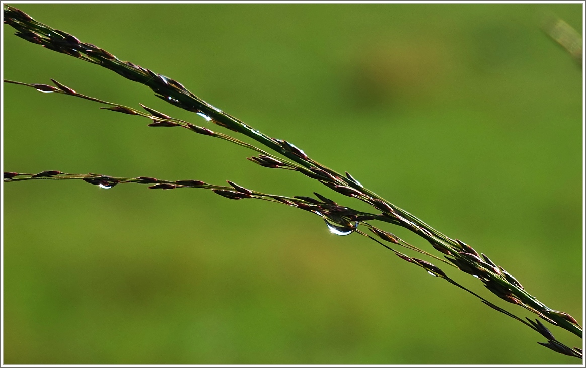 Wassertropfen
(19.08.2016)