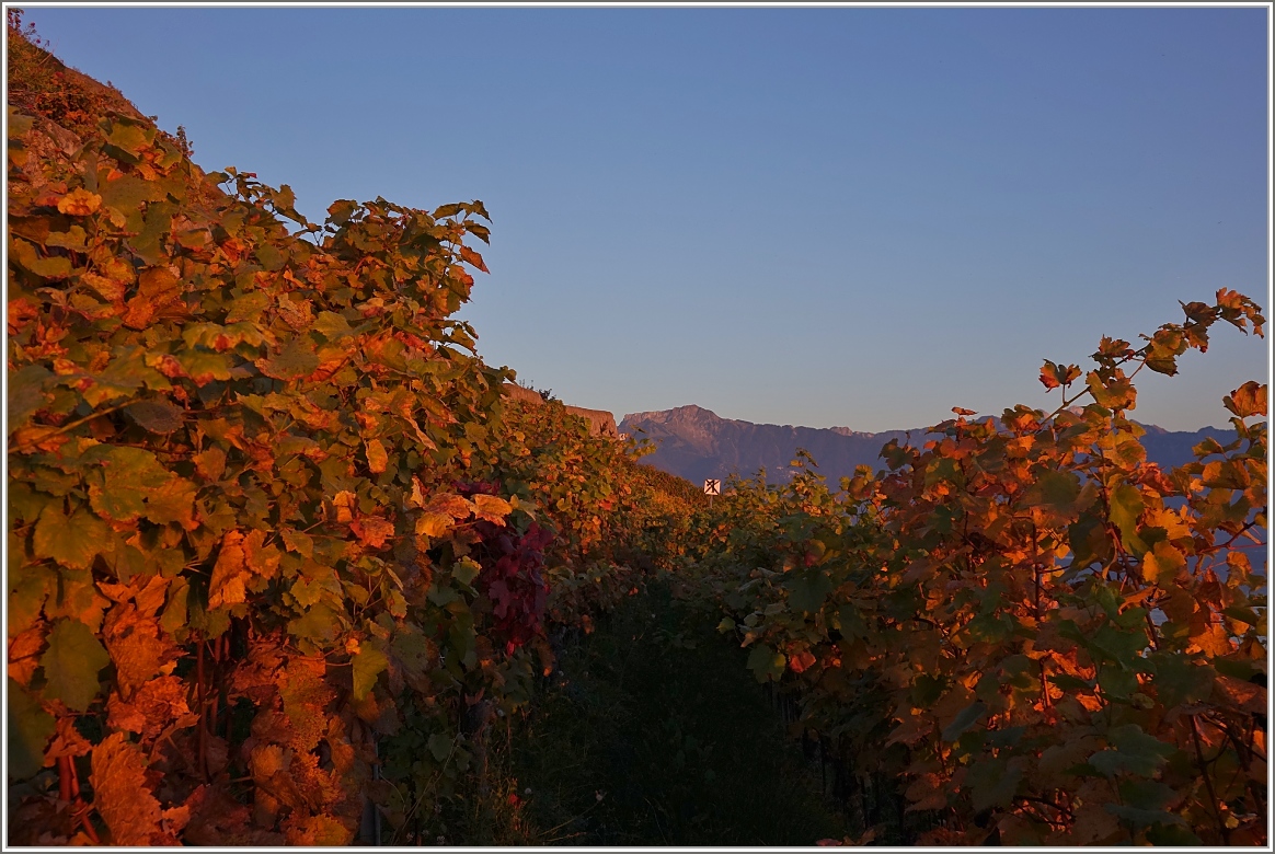 Weinreben und Rochers-de-Naye Im Licht der untergehenden Sonne
(16.10.2017)