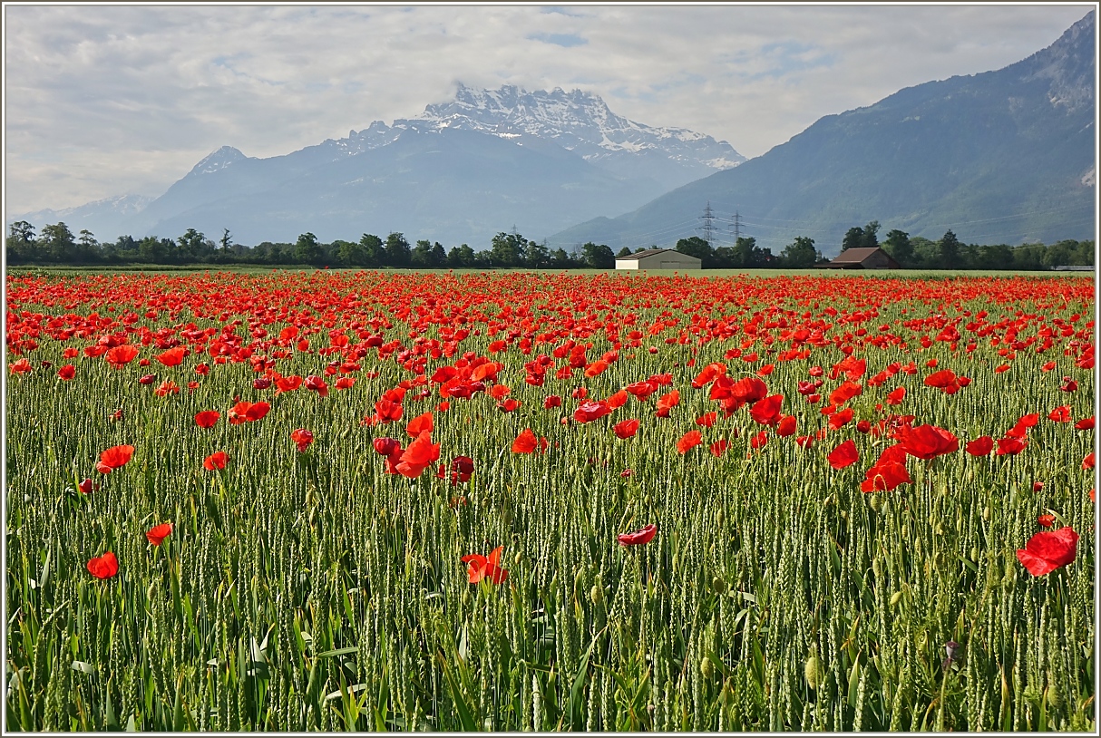 Ein Mohn-Kornfeld am Fusse des Dents-de-Midi
(31.05.2023)
