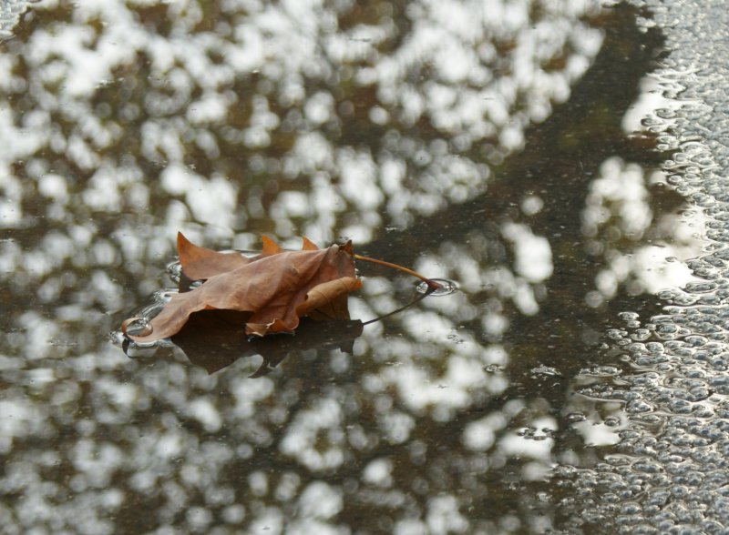 Ein Herbstblatt in einer Regenpf�ze. Es sieht so aus als wollte es noch ein bischen Wasser aufnehmen um sein von der Natur vorgegebens Ende ein wenig herauszuz�gern.  
(November 2008)
