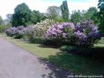 L�ndliche Haltepunktidylle am R�BB Haltepunkt Posewald am 24.5.13