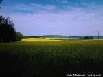 R�gen´s Herrliche Rapsfelder am 24.5.13
