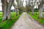 Wiedingen - Allee mit Kopfsteinpflaster zum Menkenhof führend.