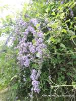 Blumenvielfalt am Th�ringer Bahnhof in Halle (Saale) am 11.6.15