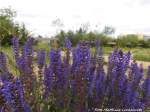 Blumenvielfalt am Th�ringer Bahnhof in Halle (Saale) am 11.6.15
