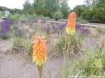 Blumenvielfalt am Th�ringer Bahnhof in Halle (Saale) am 11.6.15