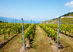   Im Lavaux: Einen Blick durch die Weinreben im Lavaux auf den Genfersee, bei Chardonne-Jongny am 20.05.2018.