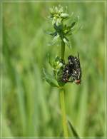 Ein etwas anders Fr�hlingsbild.