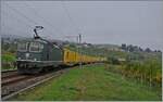 Die SBB Re 4/4 II 11335 ist die einzige grüne SBB Cargo Re 4/4 II und konnte bei Auvernier fotografiert werden.

8. Okt. 2025