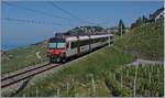 Ein SBB RBDe 560  Domino  ist auf der Train des Vignes stre3cke bei Chexbres unterwegs.