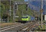 Die BLS Re 465 013 schieb in Preglia einen Container Zug nach.