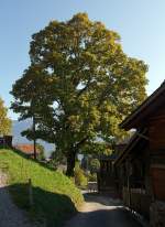Am 01.10.2011 auf der Planalp (oberhalb vom Brienzersee).