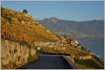 Die Weinberge des Lavaux leuchten im Licht der Abendsonne, und unterstreichen einmal mehr die Schönheit der Region.