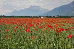 Ein Mohn-Kornfeld am Fusse des Dents-de-Midi  (31.05.2023)