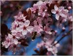 Bunte Fr�hlingsbl�ten locken die Bienen mit ihrem Duft.