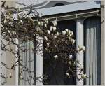Direkt vor dem Fenster, hält der Frühling Einzug  (10.03.2014)