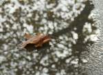Ein Herbstblatt in einer Regenpf�ze.