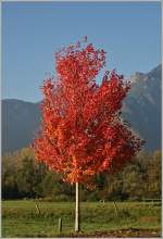 Farbenfohe Herbstzeit.