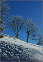Licht, K�lte und Schnee setzten die B�ume in ein besonderes Licht.
