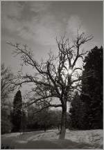 Der Schnee verzaubert die Landschaft auf eine besondere Weise.