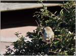 Zufrieden betrachtet der Spatz den Tag.