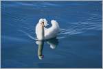 Ein Schwan geniesst die wärmenden Strahlen der Märzsonne  (03.03.2015)