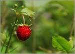 S�sse Fr�chte findet man nicht nur im Garten sondern auch im Wald...